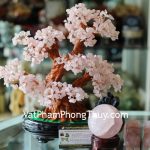 kc016-cay-thach-anh-hong-non-bo-2