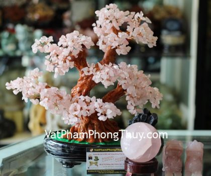 kc016-cay-thach-anh-hong-non-bo-2