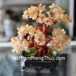 kc025-cay-thach-anh-vang-chau-6-de