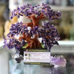 kc028-cay-thach-anh-tim-chau-6-de-2