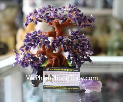 kc028-cay-thach-anh-tim-chau-6-de-2