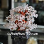 kc029-cay-thach-anh-trang-6-de