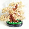 kc031-cay-thach-anh-vang