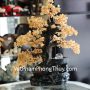 kc035-cay-thach-anh-vang-phong-thuy-luan-1