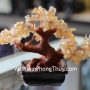 kc047-cay-thach-anh-vang-mini-1