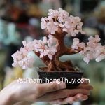 kc050-cay-thach-anh-hong-mini-2