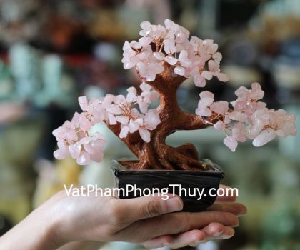 kc050-cay-thach-anh-hong-mini-2