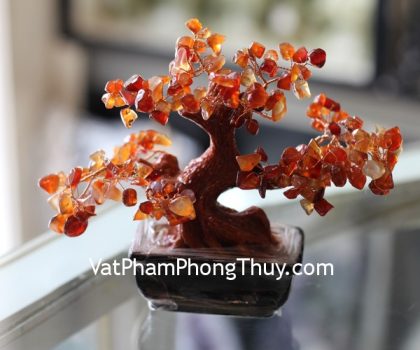 kc051-cay-ma-nao-do-mini