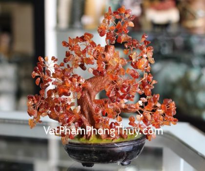 kc054-cay-da-ma-nao-trung