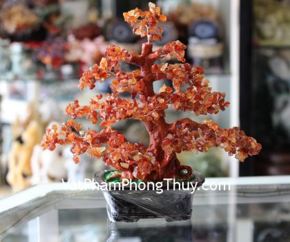 kc055-cay-tai-loc-da-ma-nao-lon