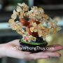 kc057-cay-thach-anh-vang-sieu-nho-1