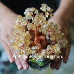 kc057-cay-thach-anh-vang-sieu-nho-2