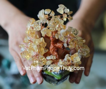 kc057-cay-thach-anh-vang-sieu-nho-2