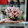 kc060-cay-thach-anh-hong-sieu-nho-1