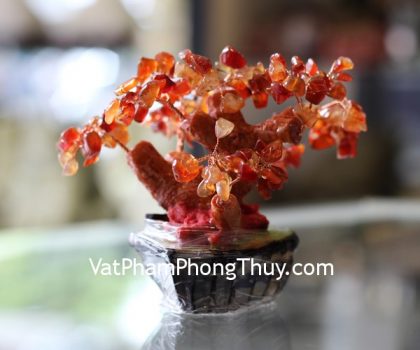 kc062-cay-ma-nao-do-sieu-nho