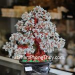 kc074-cay-tai-loc-da-hai-lam-bao