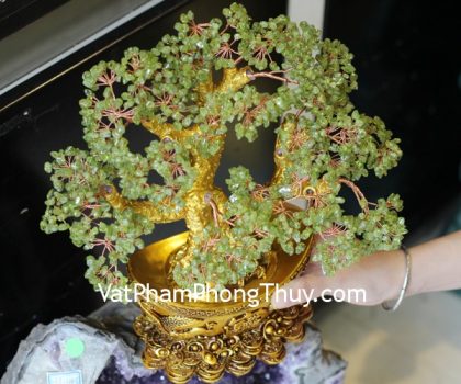 kc075-cay-cam-lam-de-nen-vang-1