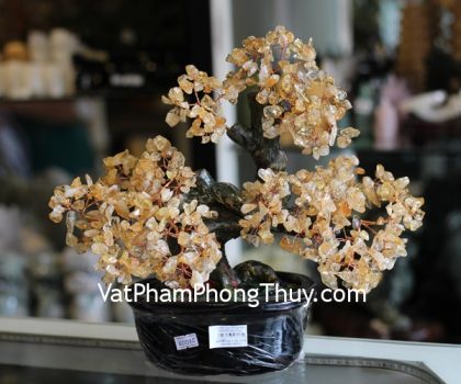 kc076-cay-tai-loc-goc-dep-trung-thach-anh-vang