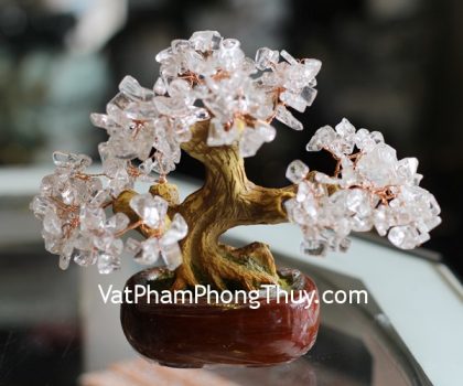 kc093-cay-hoc-dep-nho-thach-anh-trang