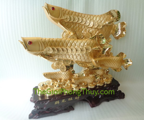 Cá kim long vàng 6 con mang lại tài lộc, công danh sự nghiệp 