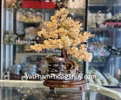 KC100-cay-PTL-thach-anh-vang-2