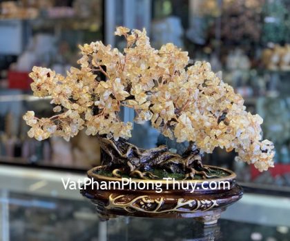 KC102-cay-thach-anh-vang-co-thu-3