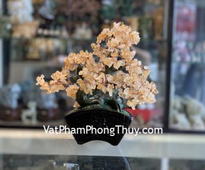 KC105-cay-thach-anh-vang-dang-bonsai-2