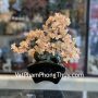 KC105-cay-thach-anh-vang-dang-bonsai-2