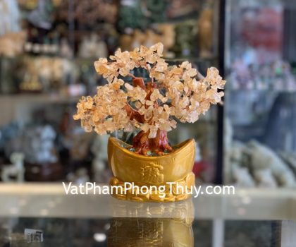 KC106-cay-thach-anh-vang-chau-nen-vang