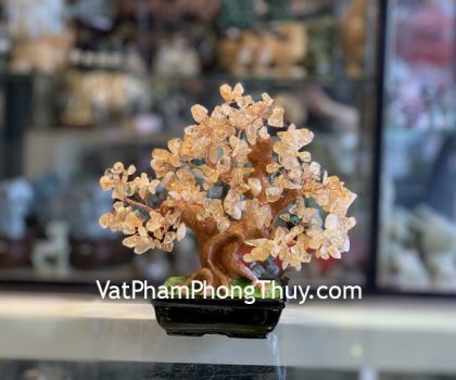 KC107-cay-thach-anh-vang-dang-truyen-thong