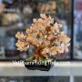 KC107-cay-thach-anh-vang-dang-truyen-thong-3