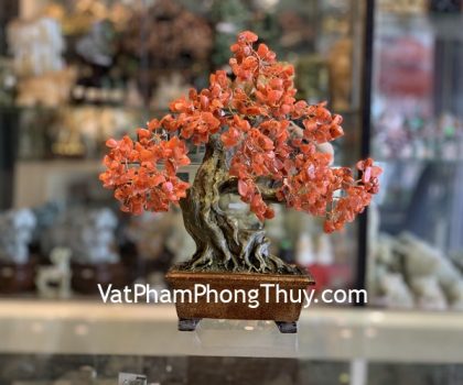 KC111-cay-lam-hong-chau-hoang-cung (1)