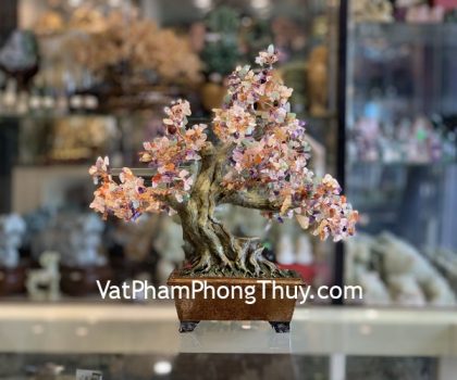 KC113-cay-luc-sac-chau-hoang-cung-2