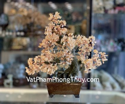 KC115-cay-thach-anh-vang-chau-hoang-cung-2 (1)