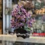 KC121-cay-thach-anh-tim-dang-bonsai-3