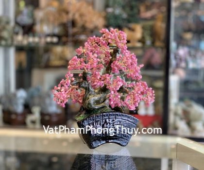 KC122-cay-ngoc-bao-chau-hoang-cung-2