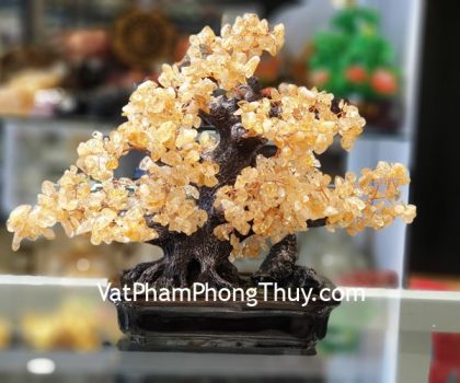 kc104-cay-thach-anh-vang-dai-thu-2