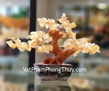 kc108-cay-thach-anh-vang-nho-1