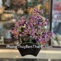 KC121-cay-thach-anh-tim-dang-bonsai