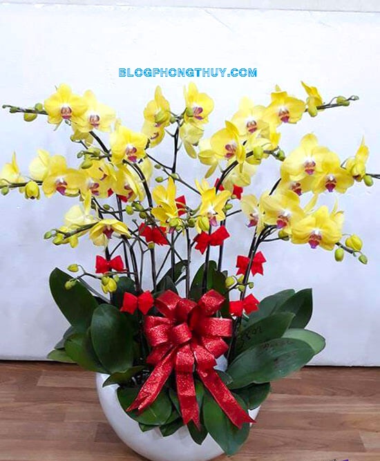 chau-lan-ho-diep-vang-dep-mh824